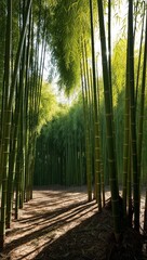 Fototapeta premium Sunlit bamboo grove with shadows on the forest floor background for invitation or card screensaver
