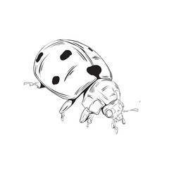 Hand drawn Ladybug isolated illustration eps