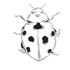 Hand drawn Ladybug isolated illustration eps