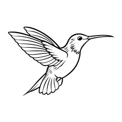 anna-s-hummingbird-jumping