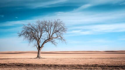 Fototapeta premium Solitary Withered Tree in Expansive Landscape