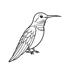 anna-s-hummingbird-standing