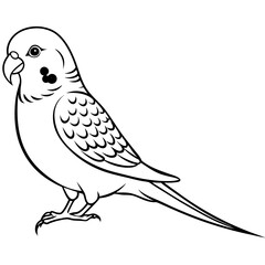 australian-budgerigar-eating