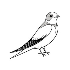 barn-swallow-standing