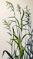 Obraz premium Green Grass Blades with Shadows on White Background