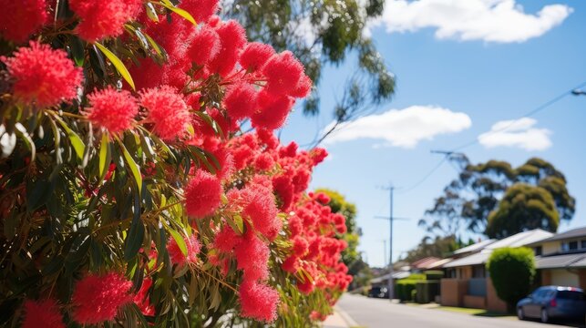 wattle australian trees