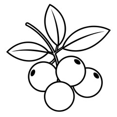 vector illustration of a crowberry fruit  line art