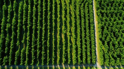 Fototapeta premium drone wine vines