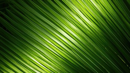 Obraz premium leaf plam leaves