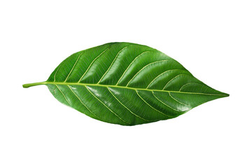 Obraz premium Green leaf on a transparent background