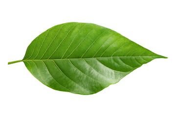 Obraz premium Green leaf on a transparent background