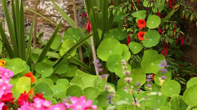 Vibrant Garden in Crail, Scotland