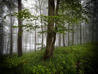 A mist-shrouded forest creates an ethereal atmosphere. Sunlight filters through the canopy, illuminating the trees and undergrowth. The air is filled with the sound of birdsong and the smell of damp e