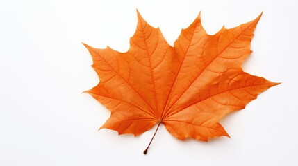 Fototapeta premium orange fall leaf on white