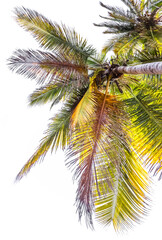 Cocotier sur fond blanc 