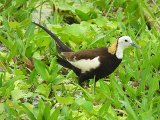 Pheasant-tailed jacana in the grass