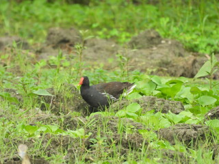 Common moorhen