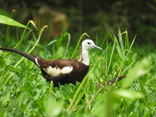 Pheasant-tailed jacana