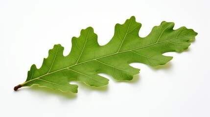 Fototapeta premium green oak leaves white background