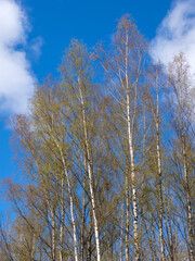 foliage of birch trees in the forest in spring