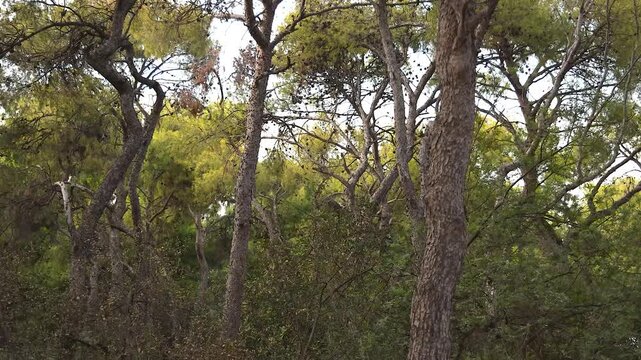 Forest Trees in Blaye, France