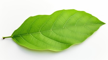 Obraz premium botanical green leaves isolated