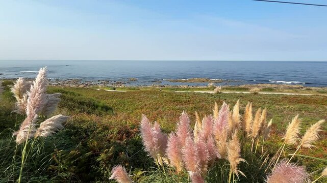 Beautiful Pink Colour Fluffy Reeds on the Shores of Spain with Atlantic Ocean in Background