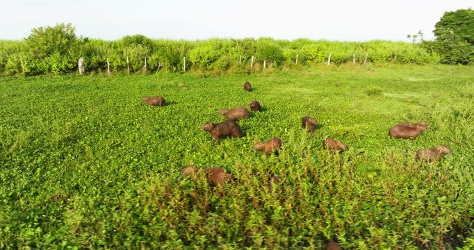 Group Of Greater Capybaras Along Flooded Llanos Plains In Venezuela Apure State. Aerial Drone Shot