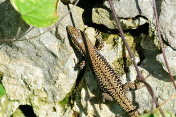 Lagartija verde reptil