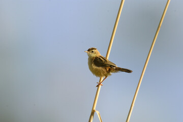 Buitron pajaro de cerca close up