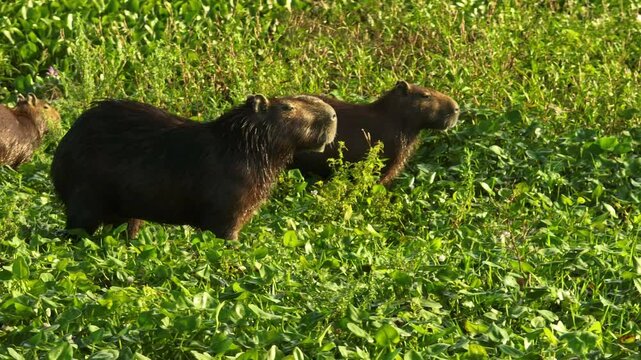 Capybara Rodents, Hydrochoerus Hydrochaeris In Los Llanos, Venezuela, South America. Close-up Shot