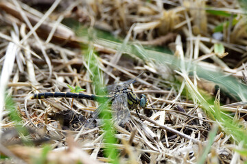 Libelula de cerca close up