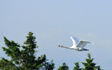 Cisne volando