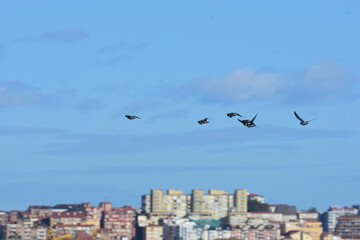 Pajaros marinos volando