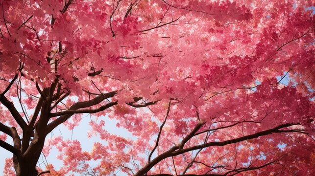 branches pink fall leaves