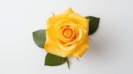 Fototapeta premium flower yellow rose white background