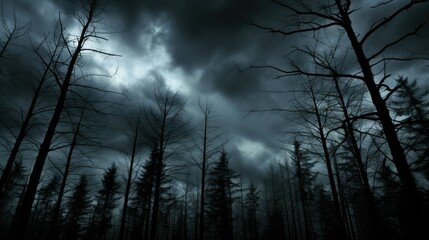 Obraz premium stormy silhouette trees