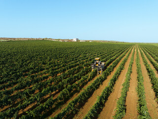 GRAPE HARVESTER WHILE HARVESTING IN AGRICULTURAL LAND IN MANDURIA IN PUGLIA, FROM ABOVE 3