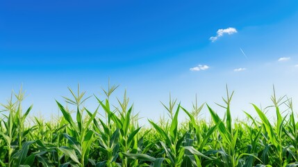 Obraz premium farmland iowa corn blue sky