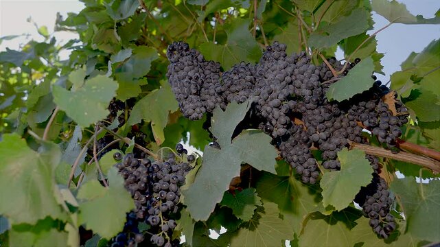 BUNCHES OF RIPE BLACK GRAPES ON THE PRIMITIVO DI MANDURIA VINEYARD, BEFORE BEING HARVESTED 7