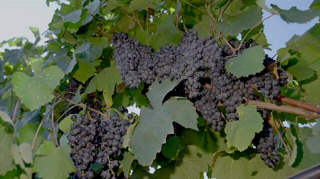 BUNCHES OF RIPE BLACK GRAPES ON THE PRIMITIVO DI MANDURIA VINEYARD, BEFORE BEING HARVESTED 6