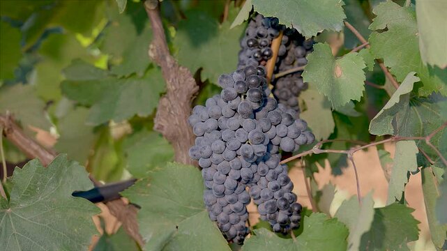 GRAPPOLI DI UVA NERA MATURA SU VIGNETO DI PRIMITIVO DI MANDURIA, PRIMA DI ESSERE VENDEMMIATA 3