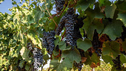 BUNCHES OF RIPE BLACK GRAPES ON THE PRIMITIVO DI MANDURIA VINEYARD, BEFORE BEING HARVESTED 7