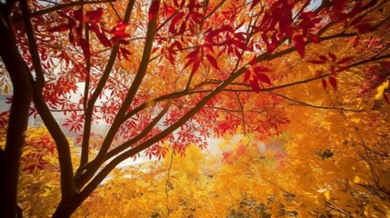A vibrant Japanese maple tree with red and yellow leaves, backlit by the sun.