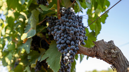 BUNCHES OF RIPE BLACK GRAPES ON THE PRIMITIVO DI MANDURIA VINEYARD, BEFORE BEING HARVESTED 5