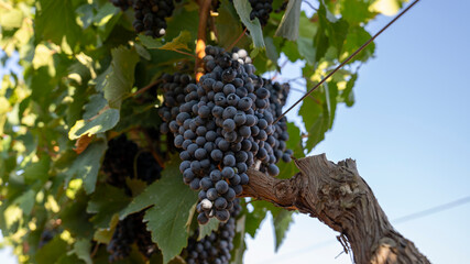 BUNCHES OF RIPE BLACK GRAPES ON THE PRIMITIVO DI MANDURIA VINEYARD, BEFORE BEING HARVESTED 4