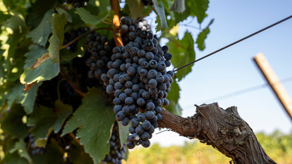 BUNCHES OF RIPE BLACK GRAPES ON THE PRIMITIVO DI MANDURIA VINEYARD, BEFORE BEING HARVESTED 3