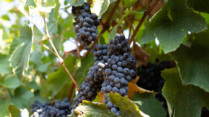 BUNCHES OF RIPE BLACK GRAPES ON THE PRIMITIVO DI MANDURIA VINEYARD, BEFORE BEING HARVESTED 2