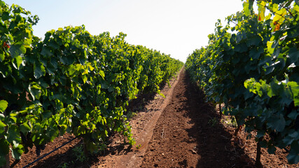 PRIMITIVO DI MANDURIA VINEYARD, GREEN AND RIGOROUS 3