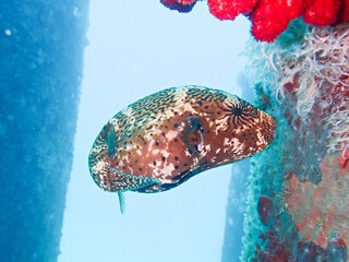A map puffer (Arothron mappa) in Okinawa, Japan